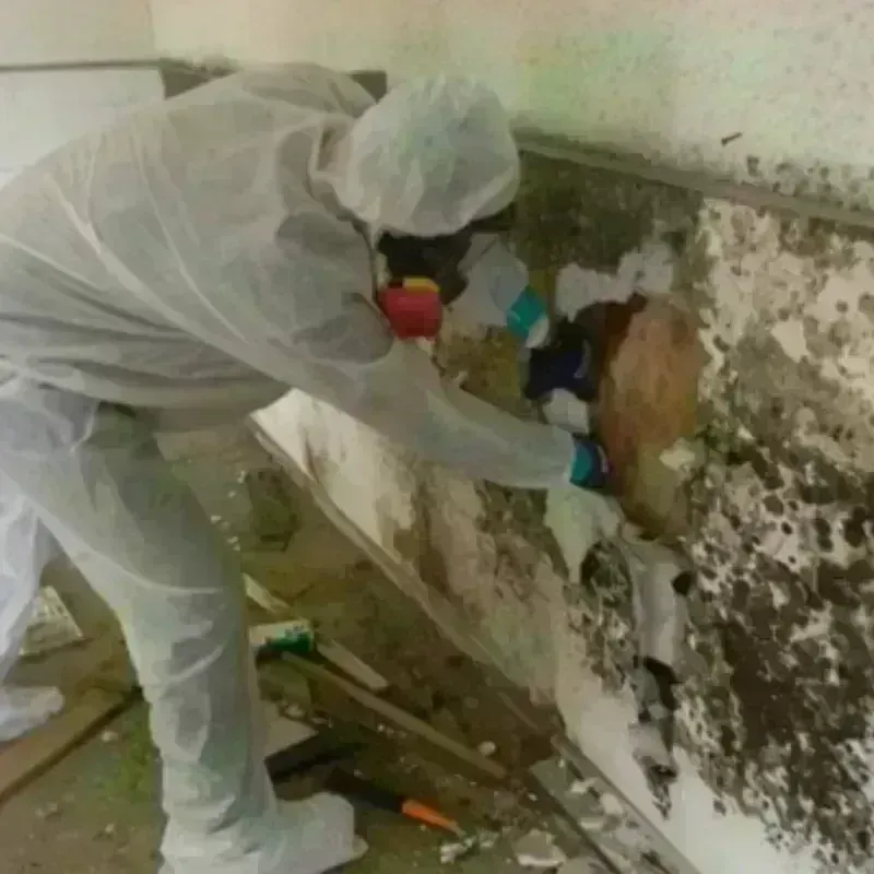 Mold Remediation and Removal in City of Emporia, VA